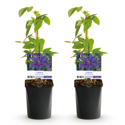 Kletterpflanze - Clematis Mrs. N. Thompson - Blüte Rosa - Wenig Pflege - 2 Pflanzen - Topf 11cm Höhe 40cm