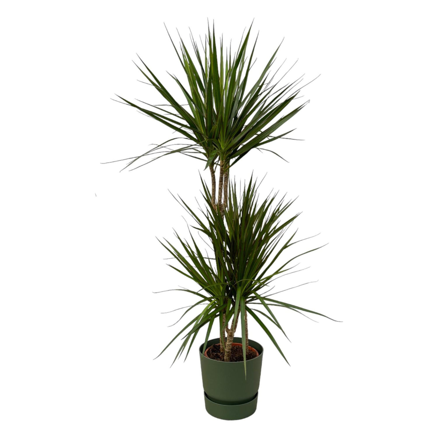 Dracaena Marginata kaufen – Drachenbaum mit Topf oder Korb