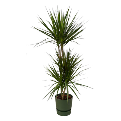 Dracaena Marginata kaufen – Drachenbaum mit Topf oder Korb