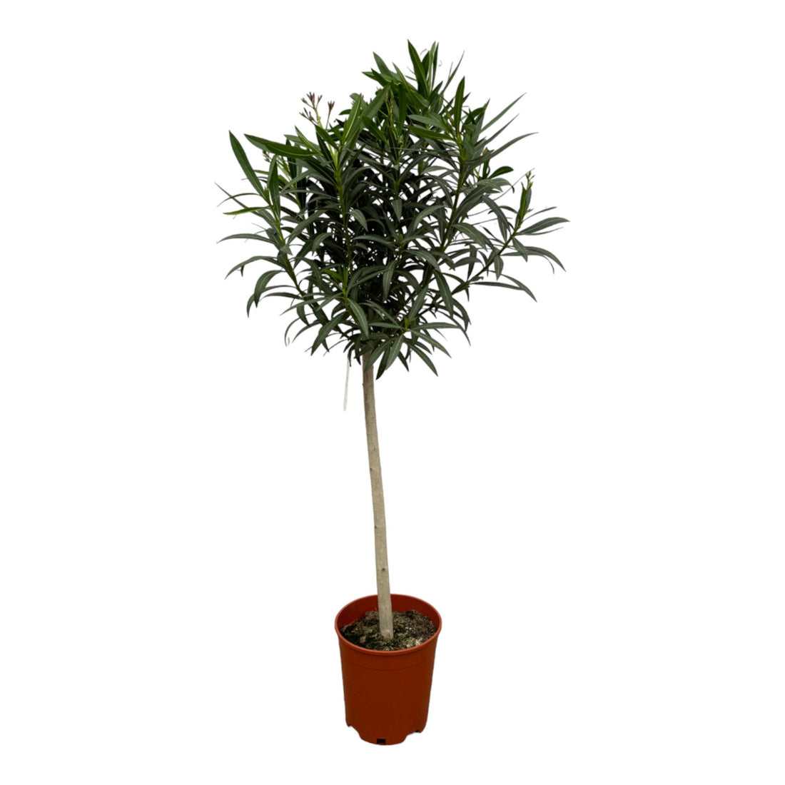 Oleander Hochstamm – Nerium Oleander – ca. 190 cm – Ø31 cm Topf – Immergrün &amp; Mediterran