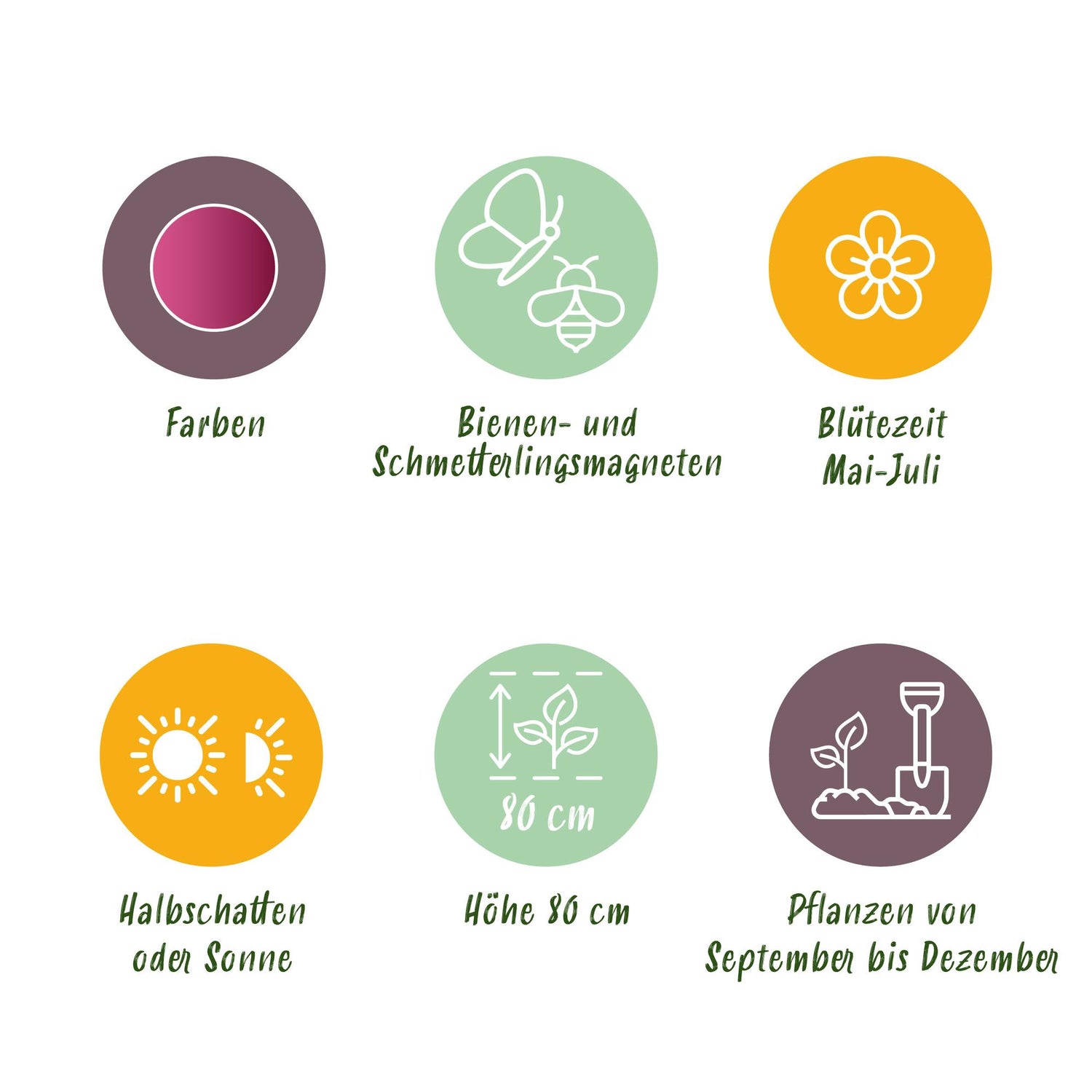 Blumenzwiebeln Allium Sphaerocephalon | 100 Stück Lila – Zwiebelgröße 5/6 – XXL Pack