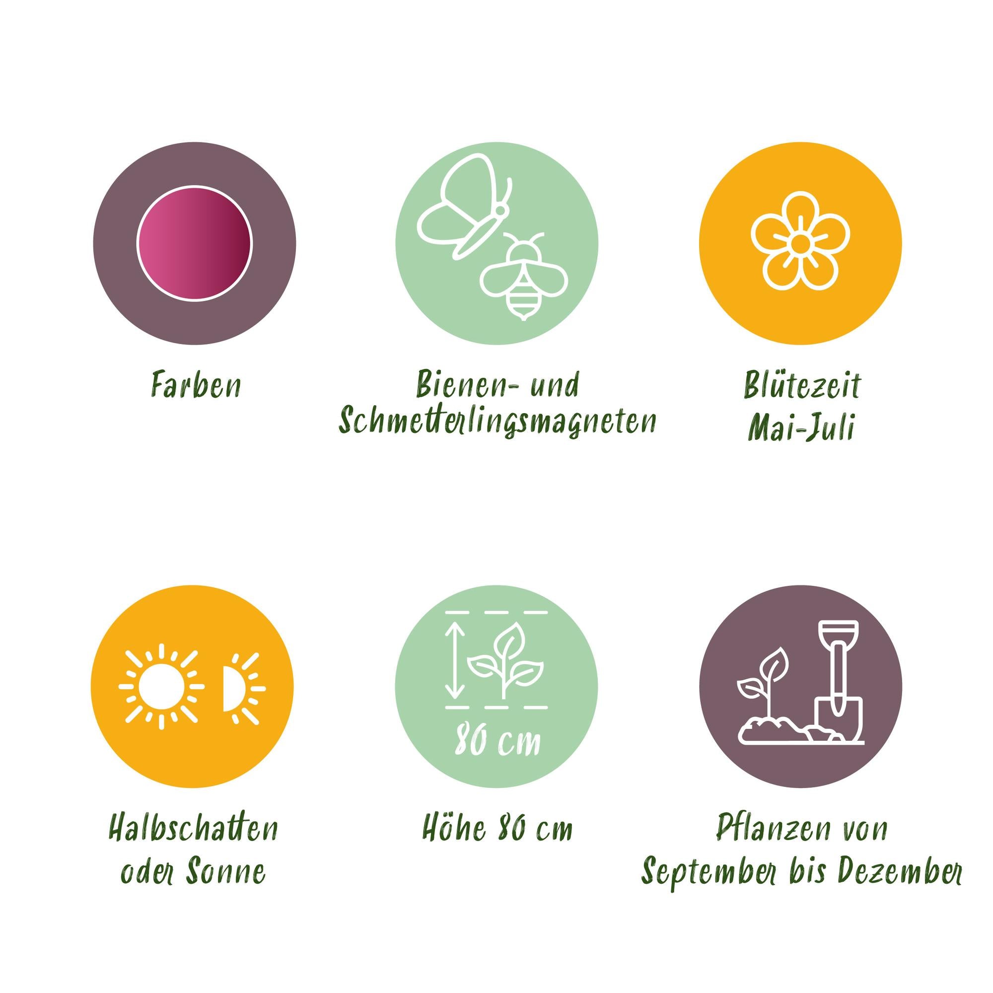 Blumenzwiebeln Allium Sphaerocephalon | 100 Stück Lila – Zwiebelgröße 5/6 – XXL Pack