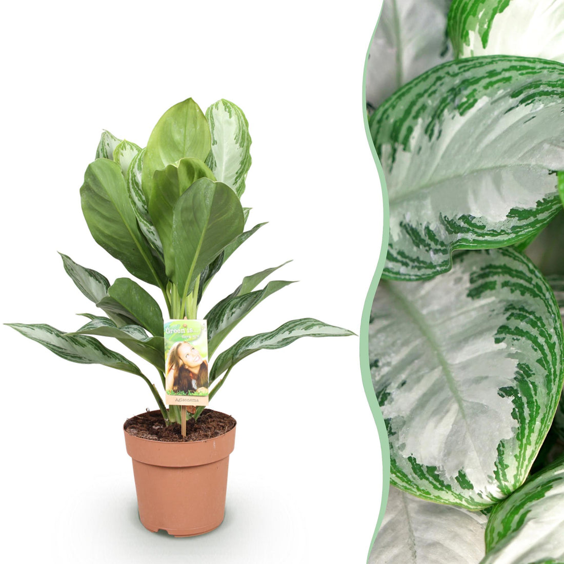 Aglaonema Silver Bay - Silberblatt Höhe 70-75cm