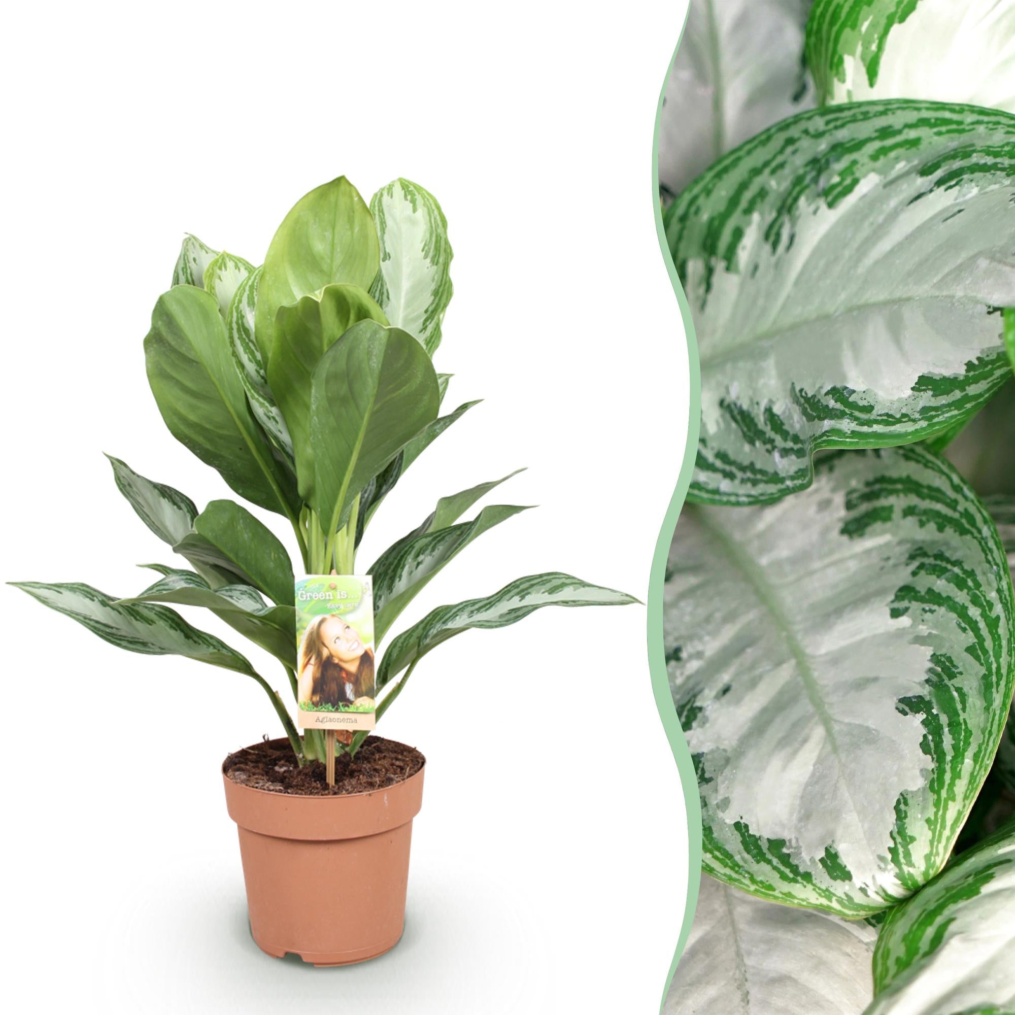 Aglaonema Silver Bay - Silberblatt Höhe 70-75cm