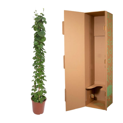 Cissus rotundifolia Pyramide 160 cm – Ø27