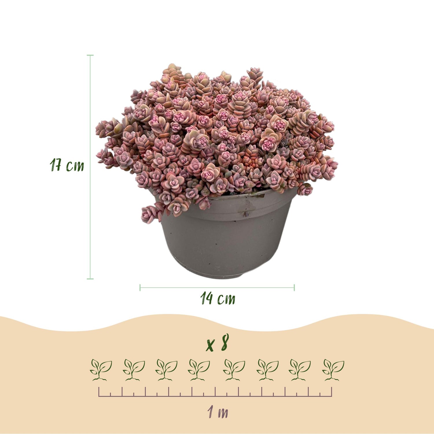 Bodendecker Alpine Mix | 8 winterharte Pflanzen – Verschiedene Farben – Pflegeleicht