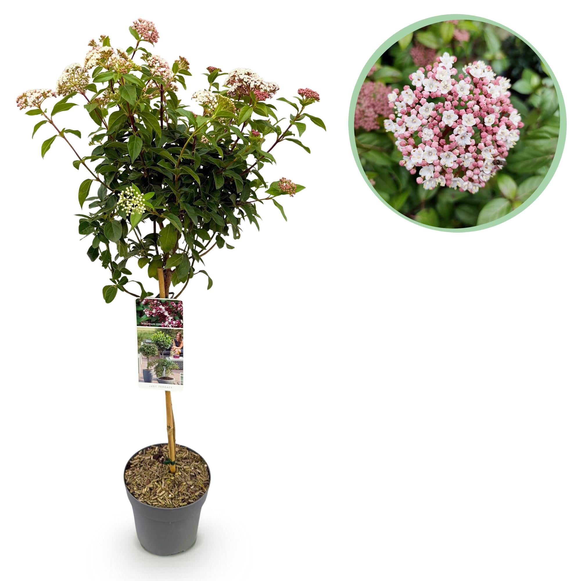 Viburnum tinus Eve Price - Terrassenpflanze - Immergrün - Winterhart - Weiß-Rosa Blüte - Topf 19cm Höhe 90cm