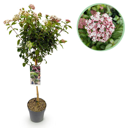 Viburnum tinus Eve Price - Terrassenpflanze - Immergrün - Winterhart - Weiß-Rosa Blüte - Topf 19cm Höhe 90cm
