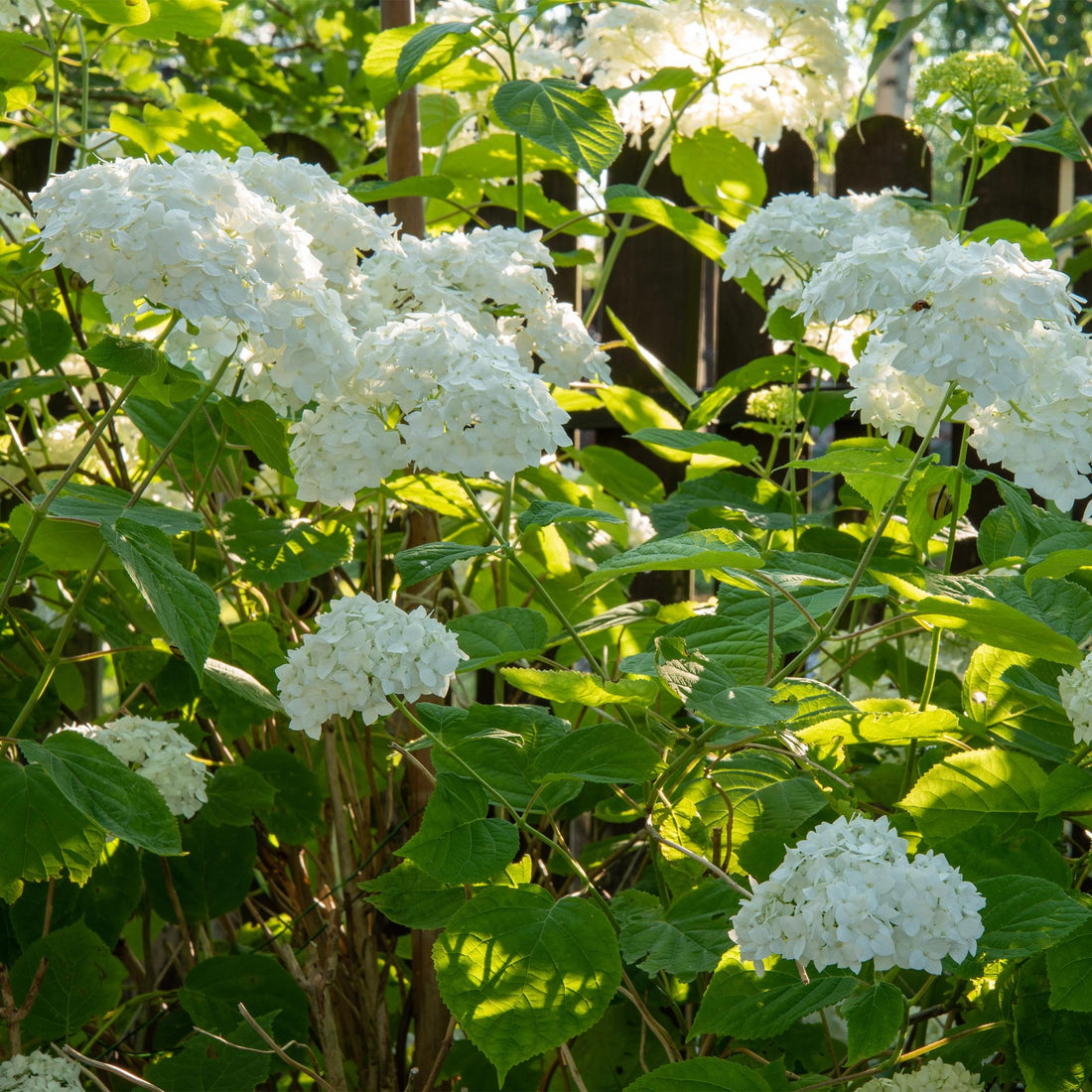Rispenhortensie-Hydrangea arborescens Annabelle - Blüte Weiß - 1 Pflanze - Laubabwerfend - Große Blüten - Topf 17cm Höhe 50cm