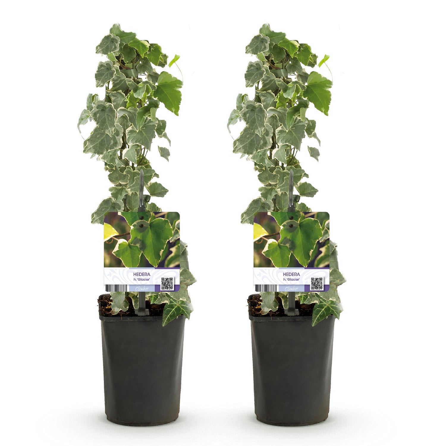 Kletterpflanze - Hedera helix - Blätter grün - Immergrün - 2 Pflanzen - Topf 11cm Höhe 40cm