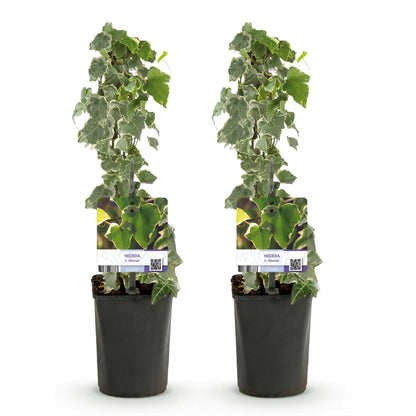 Kletterpflanze - Hedera helix - Blätter grün - Immergrün - 2 Pflanzen - Topf 11cm Höhe 40cm