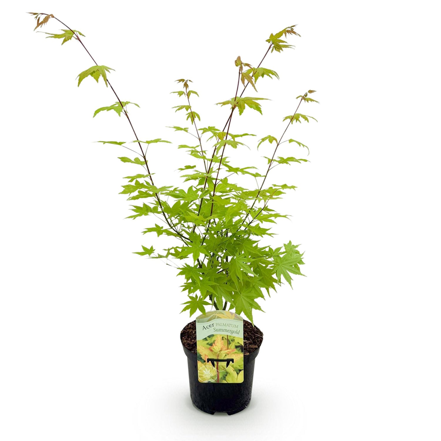 Japanischer Ahorn - Acer palmatum Summergold - Gelb - 1 Pflanze - Laubabwerfend - Topf 19cm Höhe 70cm