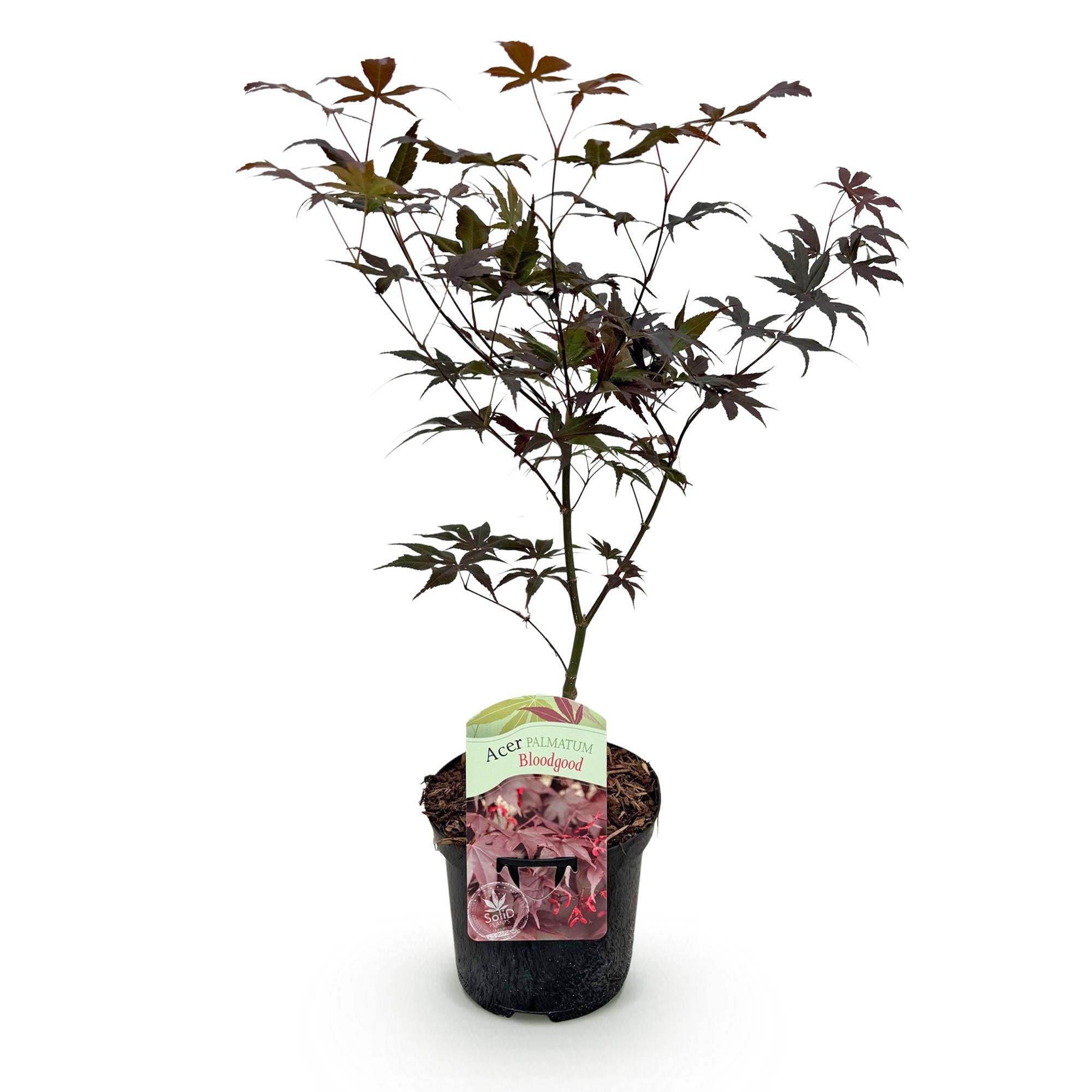 Japanischer Ahorn Bloodgood - Rot- 1 Pflanze - Laubabwerfend - Topf 19cm Höhe 70cm