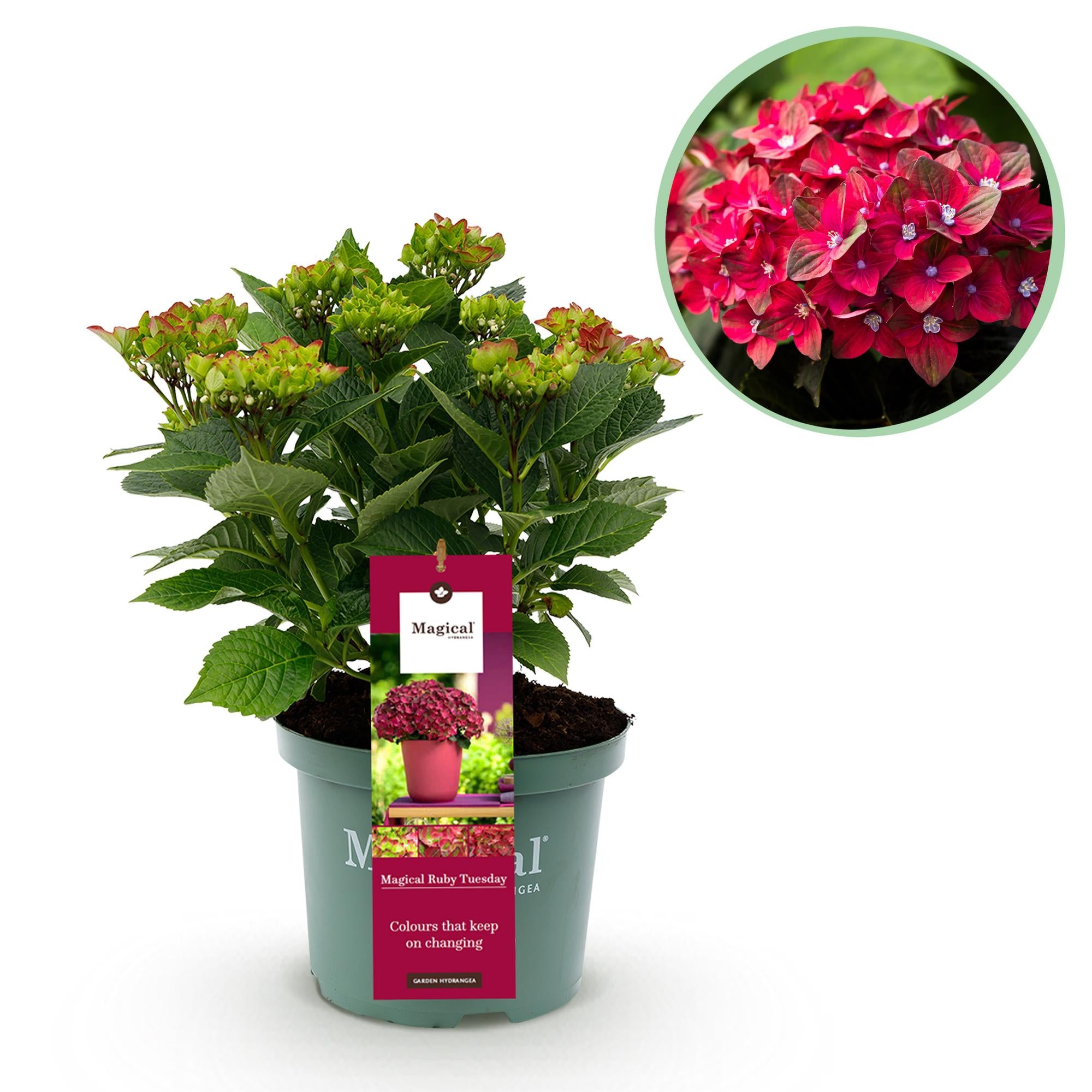Hortensie - Hydrangea Magical Teusday &amp; Saphire - Rot - 6-10 Blumen - Topf 23cm Höhe 55cm