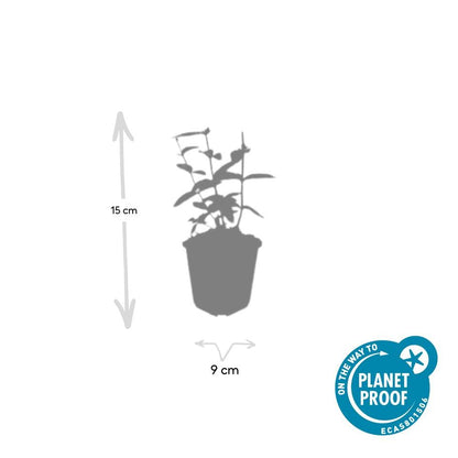 24x Zier-Johanniskraut mit leuchtenden Beeren – Höhe 10–25 cm – Ø 9 cm Topf