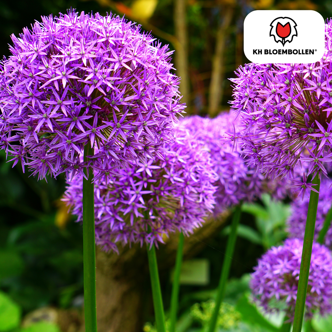 Allium Globemaster – 5 Stück | Riesiger Zierlauch in Violett