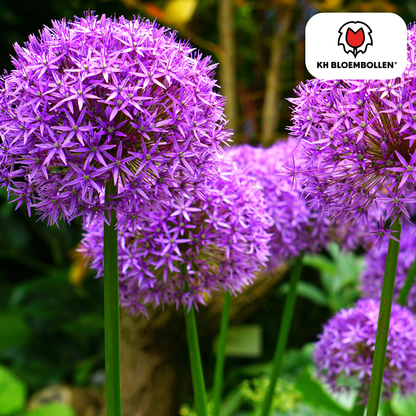 Allium Globemaster – 5 Stück | Riesiger Zierlauch in Violett