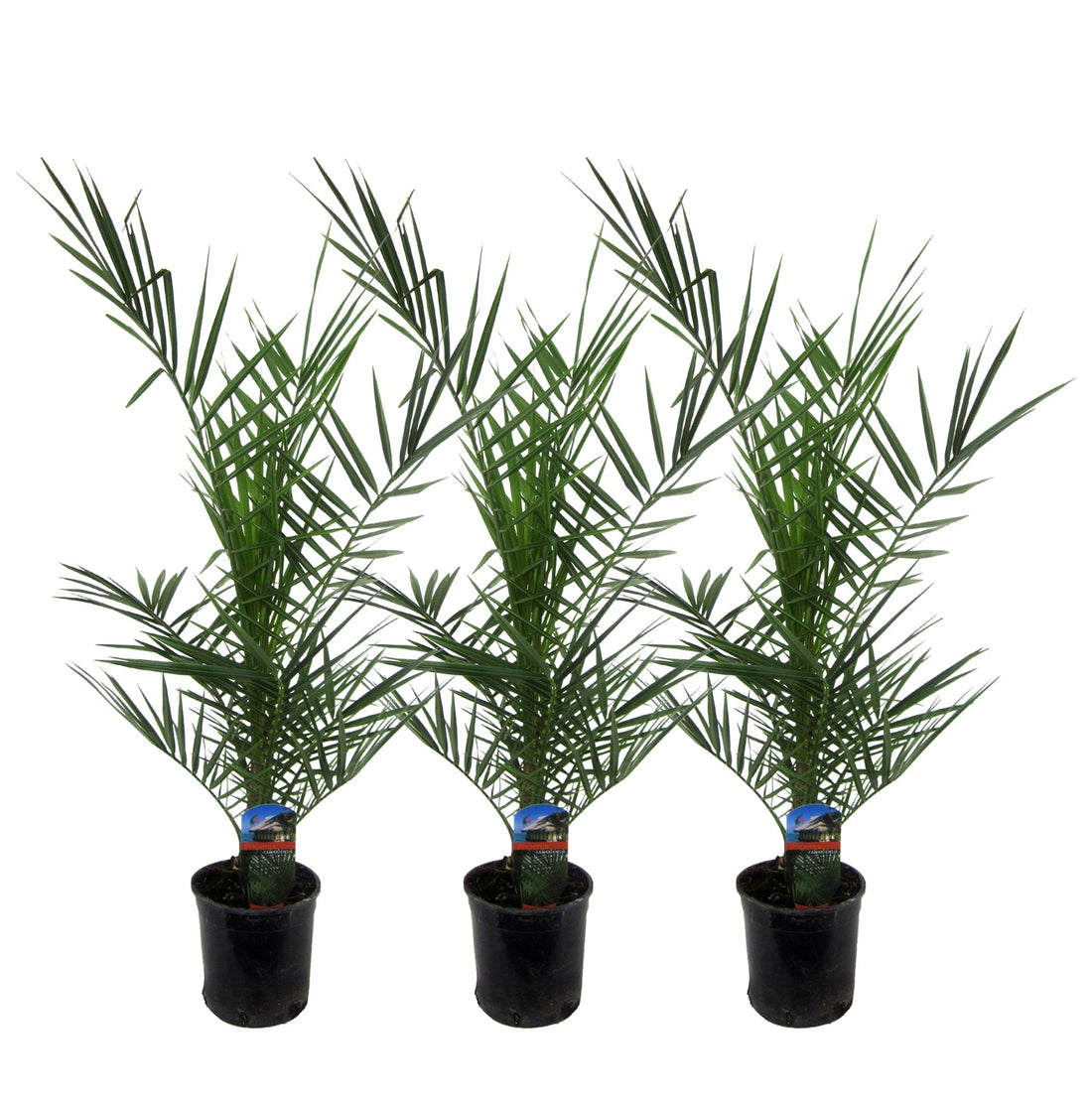 3x Kanarische Dattelpalme – Phoenix canariensis – Mediterrane Kübel- &amp; Gartenpflanze – Immergrün