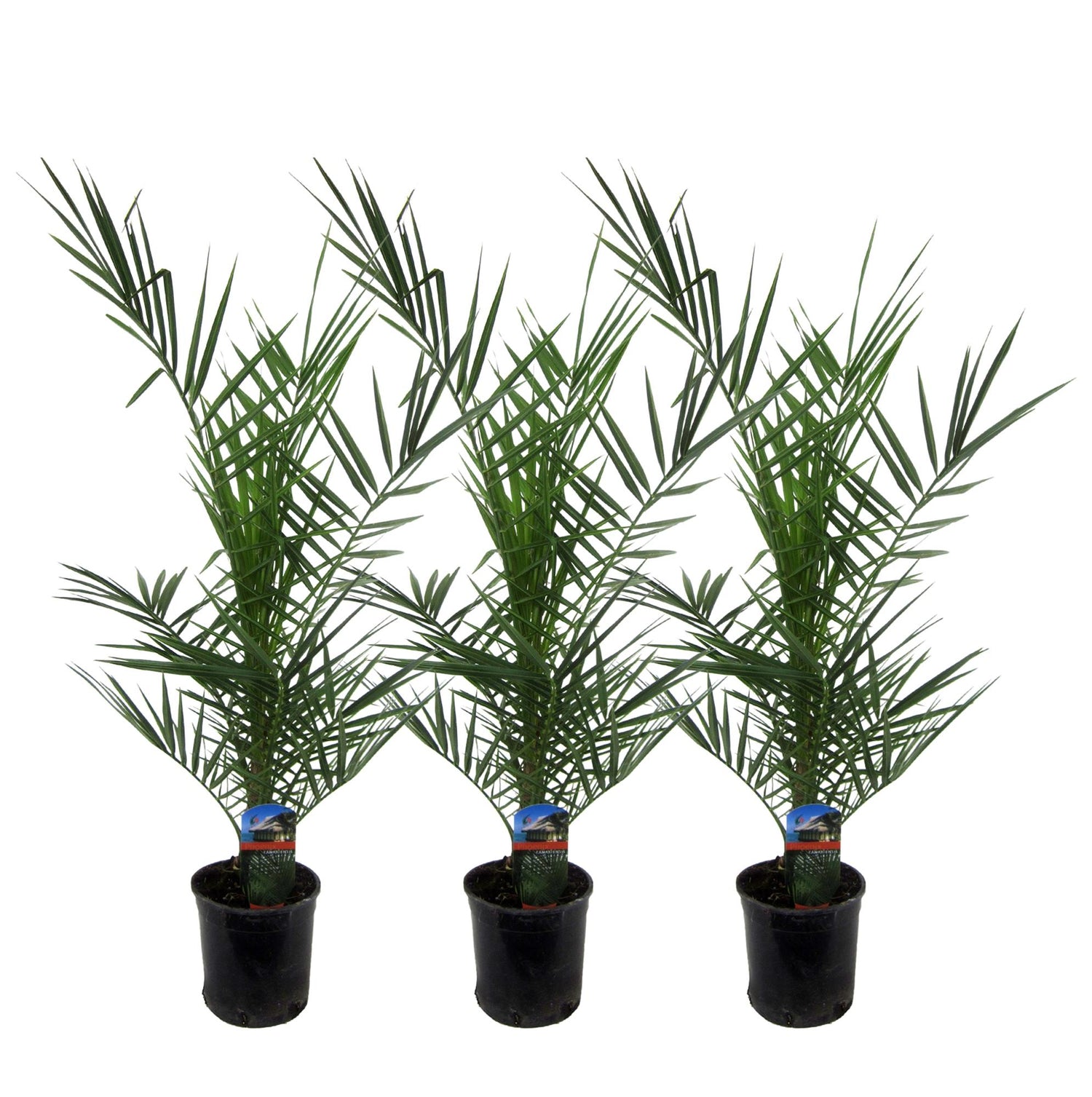3x Kanarische Dattelpalme – Phoenix canariensis – Mediterrane Kübel- &amp; Gartenpflanze – Immergrün