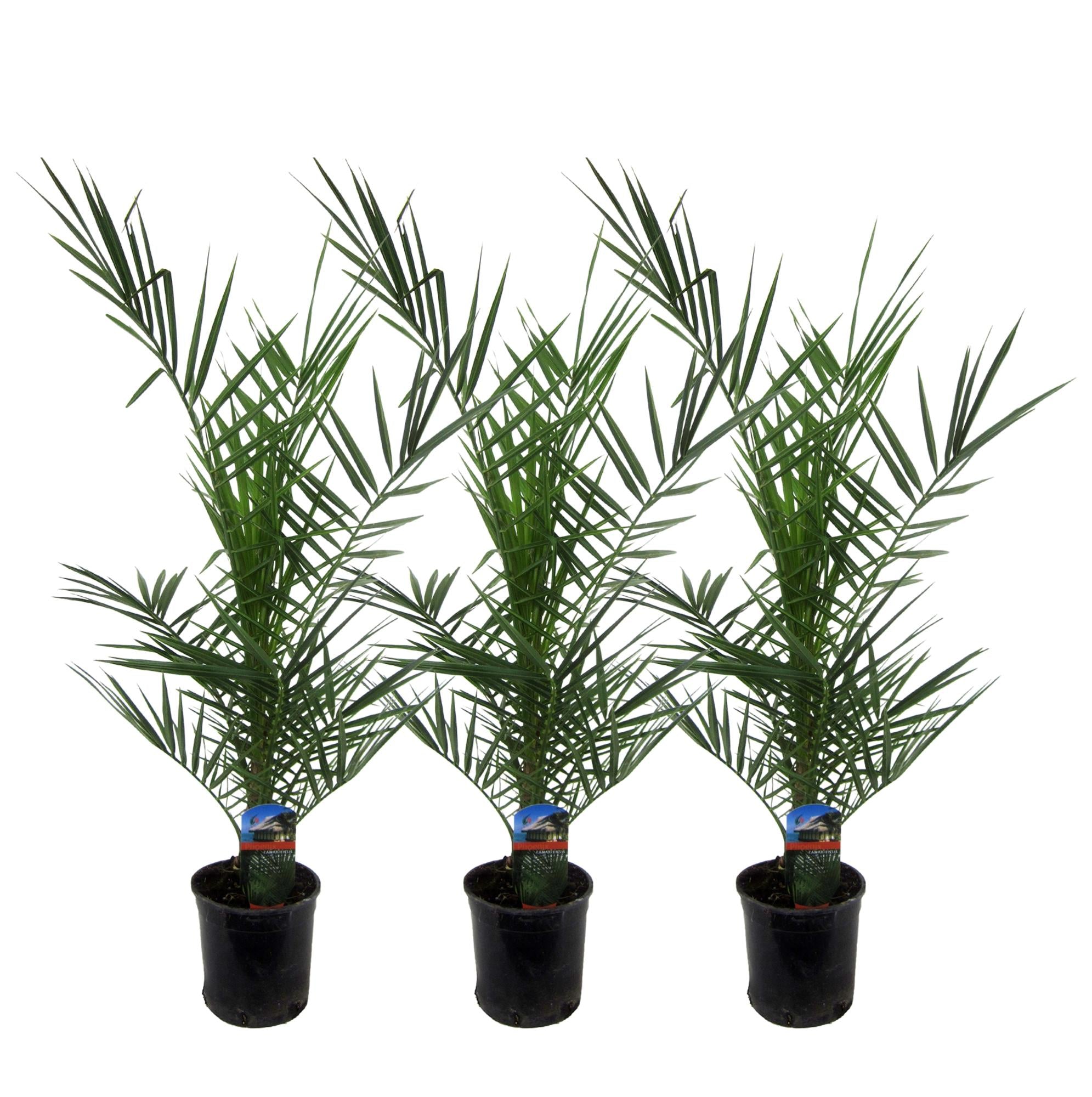 3x Kanarische Dattelpalme – Phoenix canariensis – Mediterrane Kübel- &amp; Gartenpflanze – Immergrün
