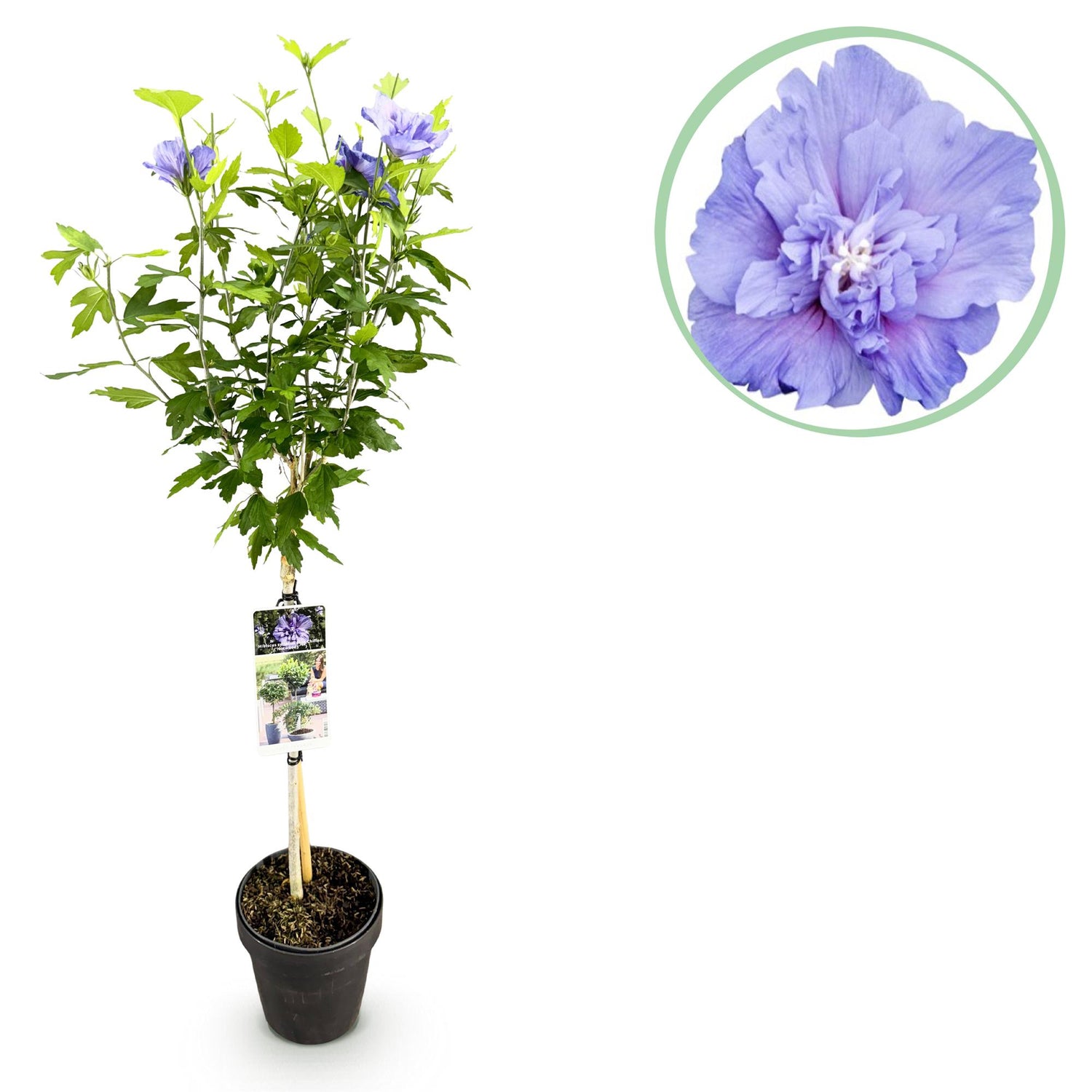 Hibiscus syriacus Blue Chiffon® - Stammpflanze - Terrassenpflanze - Laubabwerfend - Pflegeleicht - Topf 19cm Höhe 90cm
