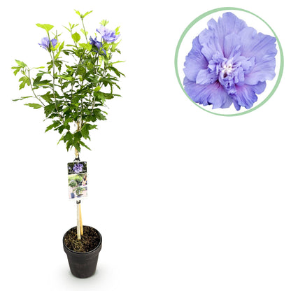 Hibiscus syriacus Blue Chiffon® - Stammpflanze - Terrassenpflanze - Laubabwerfend - Pflegeleicht - Topf 19cm Höhe 90cm