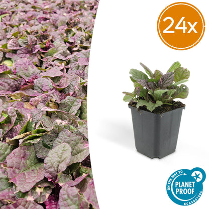 24x Ajuga reptans ‘Burgundy Glow’ – Kriechender Günsel mit buntem Laub – Höhe 10–25 cm – Ø 9 cm