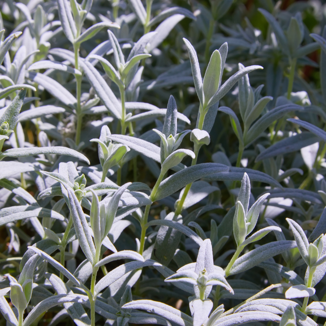 6x Cerastium tomentosum - ↕10-25cm - Ø9cm
