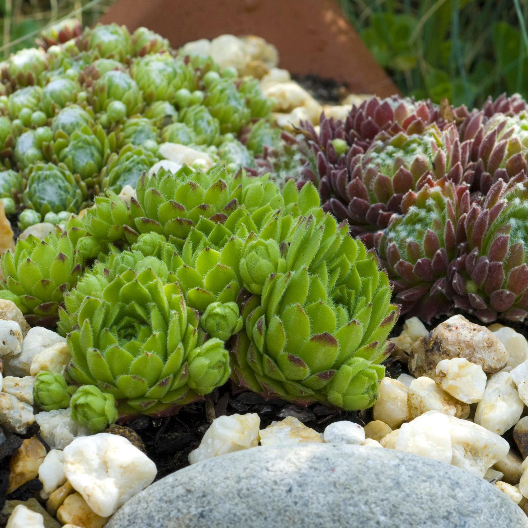 Bodendecker Sempervivum Big Sam | 4 winterharte Pflanzen – Verschiedene Farben – Pflegeleicht