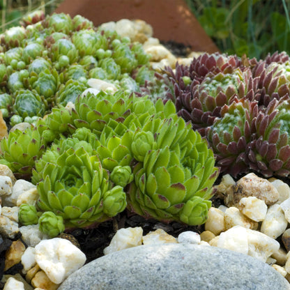 Bodendecker Sempervivum Big Sam | 4 winterharte Pflanzen – Verschiedene Farben – Pflegeleicht