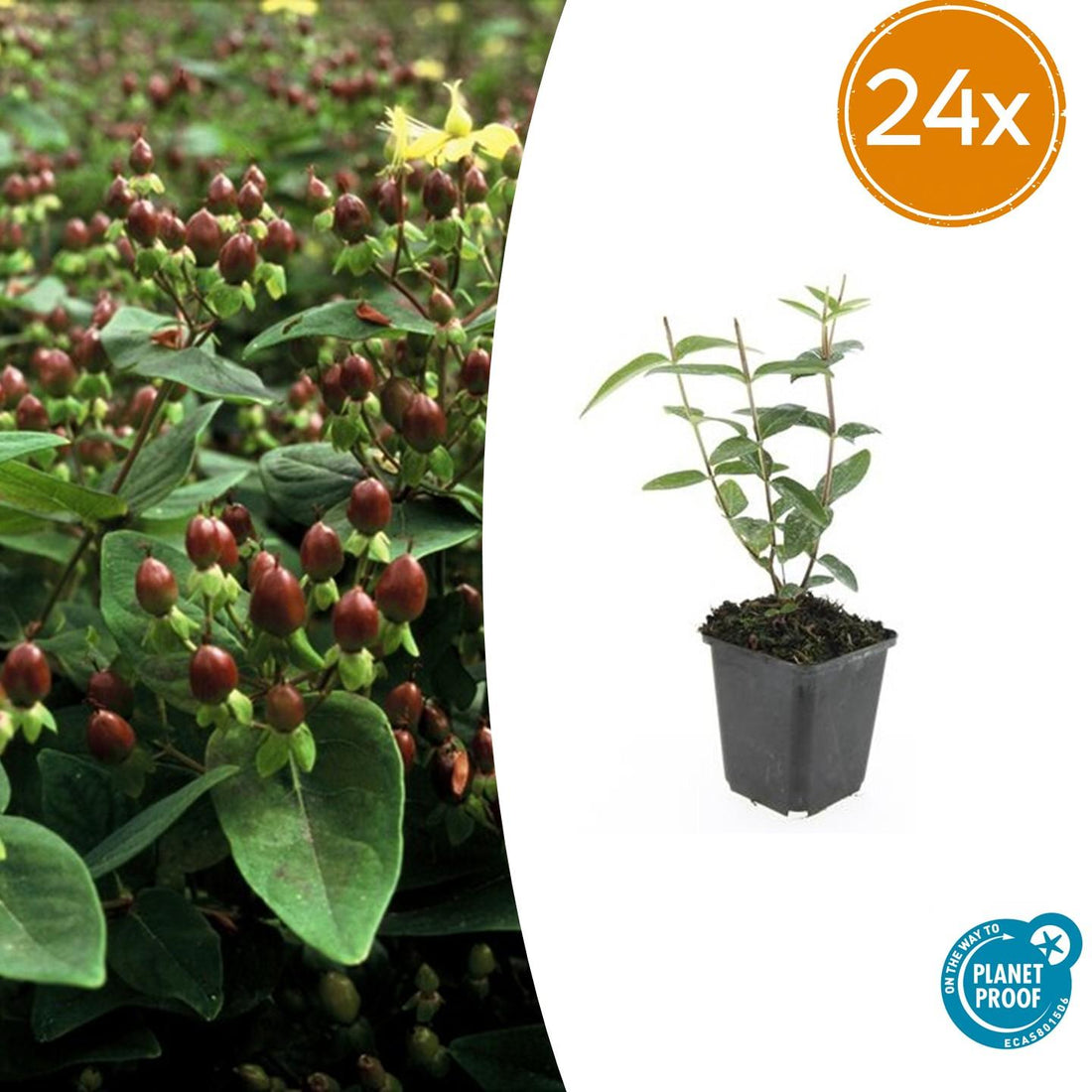 Johanniskraut | 24 Pflanzen – Ø9 cm Topf – Winterhart &amp; pflegeleicht