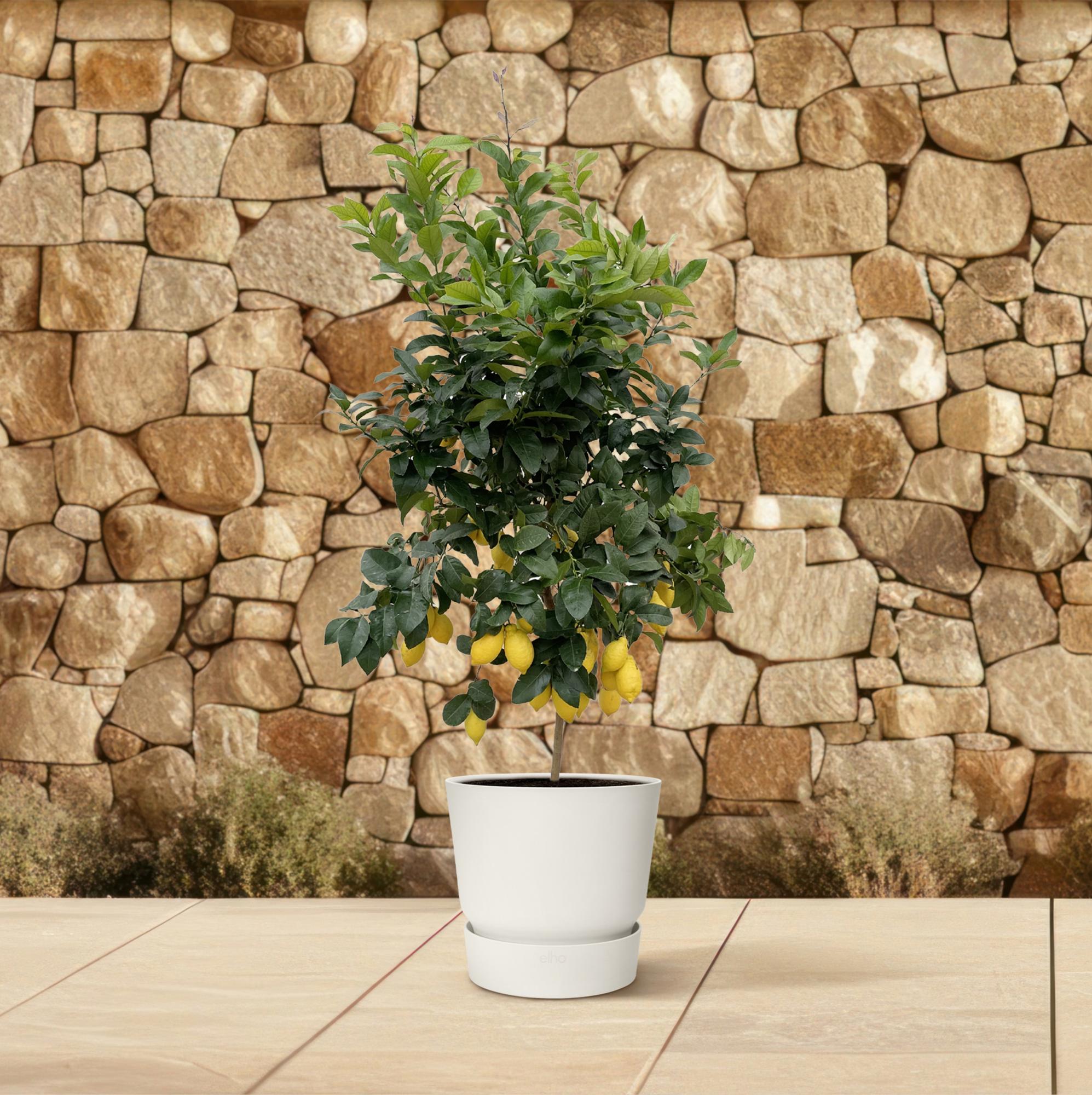 Citrus Lemon – Zitronenbaum – Mediterrane Kübelpflanze – Verschiedene Größen