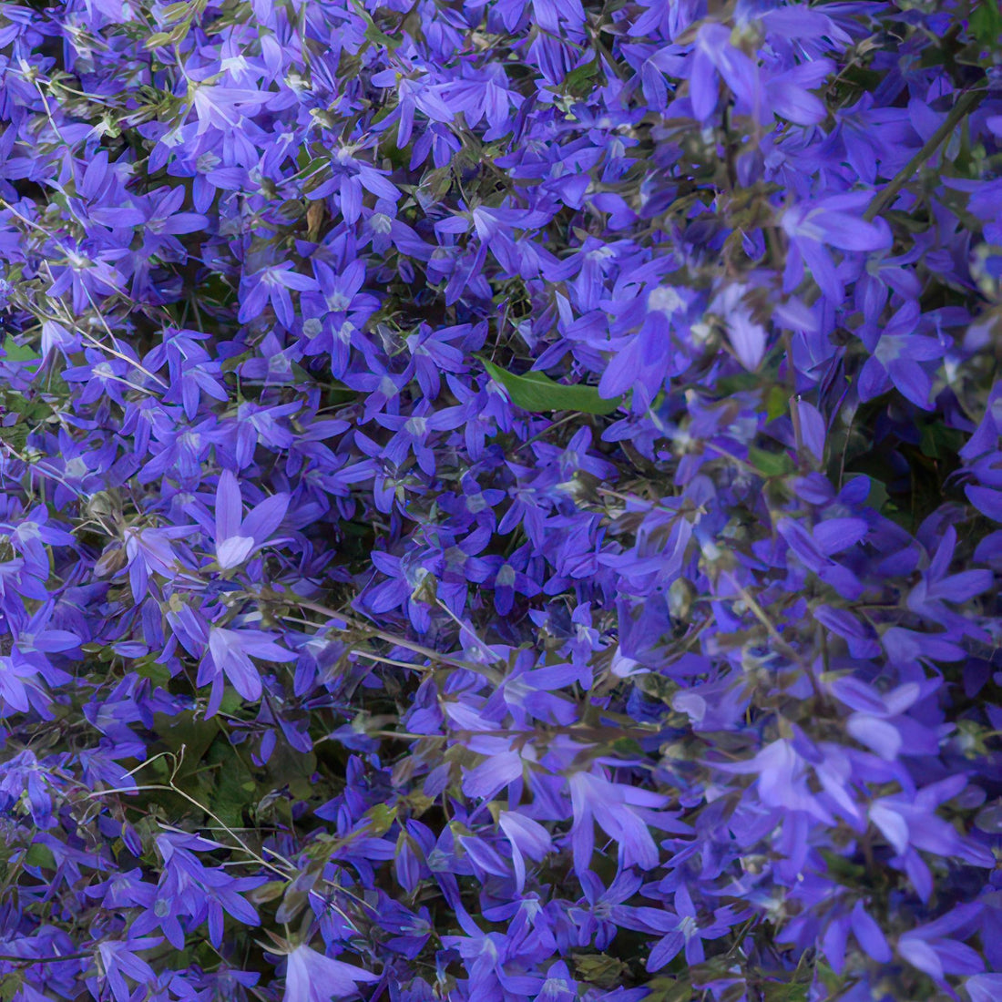 24x Campanula poscharskyana ‘Stella’ – Hängepolster-Glockenblume für Beete, Mauern &amp; Balkon – Höhe 10–25 cm – Ø 9 cm