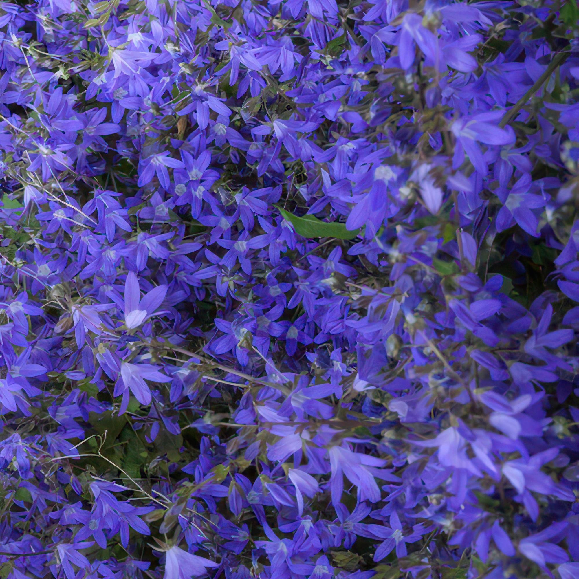 24x Campanula poscharskyana ‘Stella’ – Hängepolster-Glockenblume für Beete, Mauern &amp; Balkon – Höhe 10–25 cm – Ø 9 cm