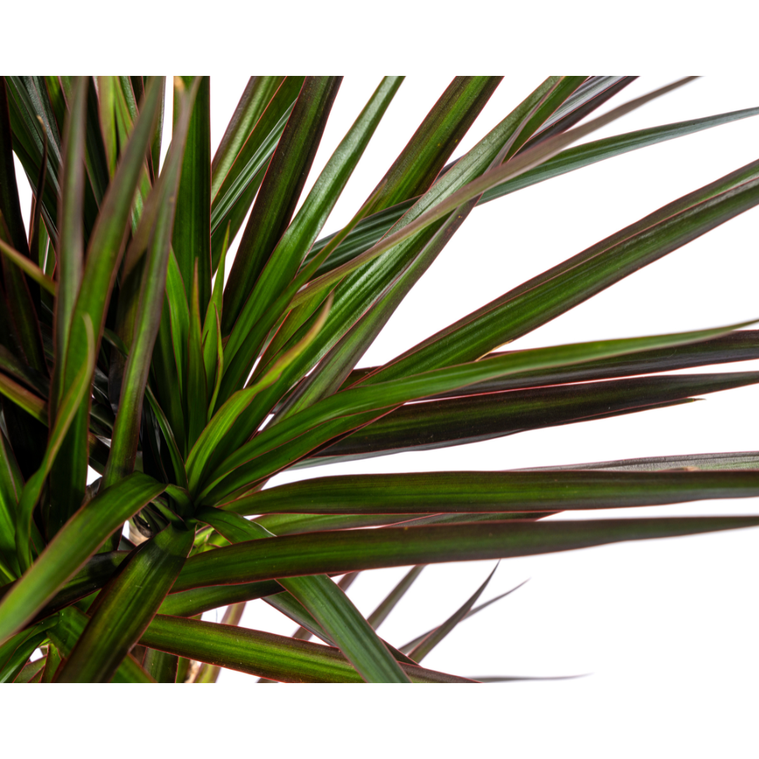 Dracaena marginata ‘Magenta’ – Exotische Zimmerpflanze