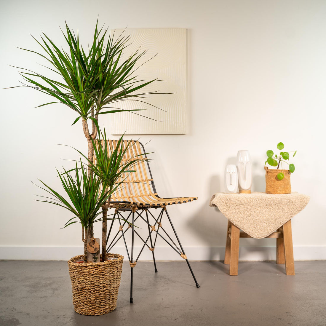 Dracaena Marginata kaufen – Drachenbaum mit Topf oder Korb