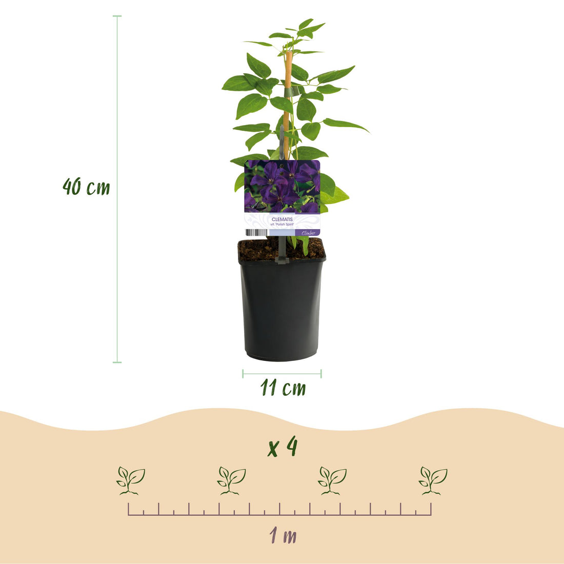 Kletterpflanze - Clematis vit. Polish Spirit - Blüte Rosa - Wenig Pflege - 2 Pflanzen - Topf 11cm Höhe 40cm