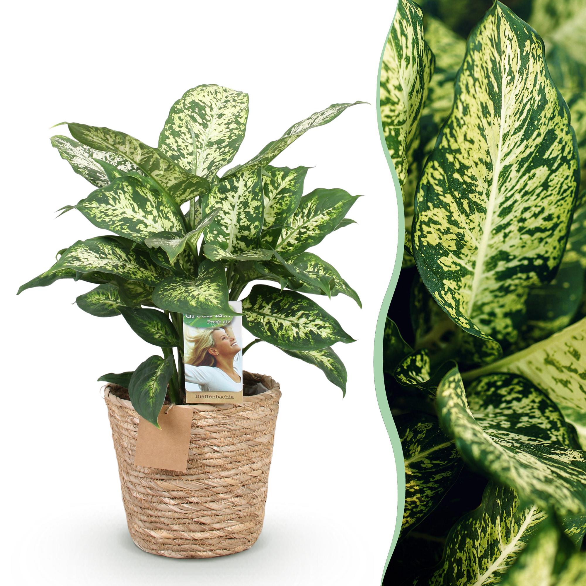 Diefenbachia Compacta - Dieffenbachia mit Korb - Höhe 45-50cm