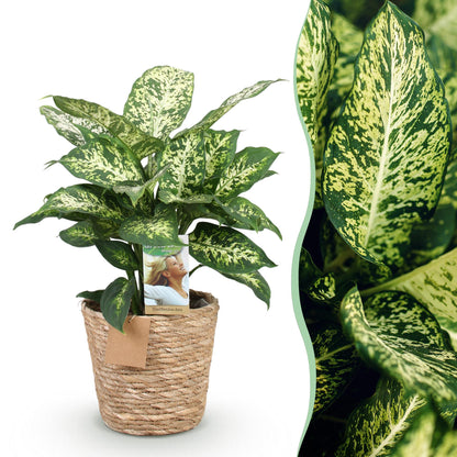 Diefenbachia Compacta - Dieffenbachia mit Korb - Höhe 45-50cm
