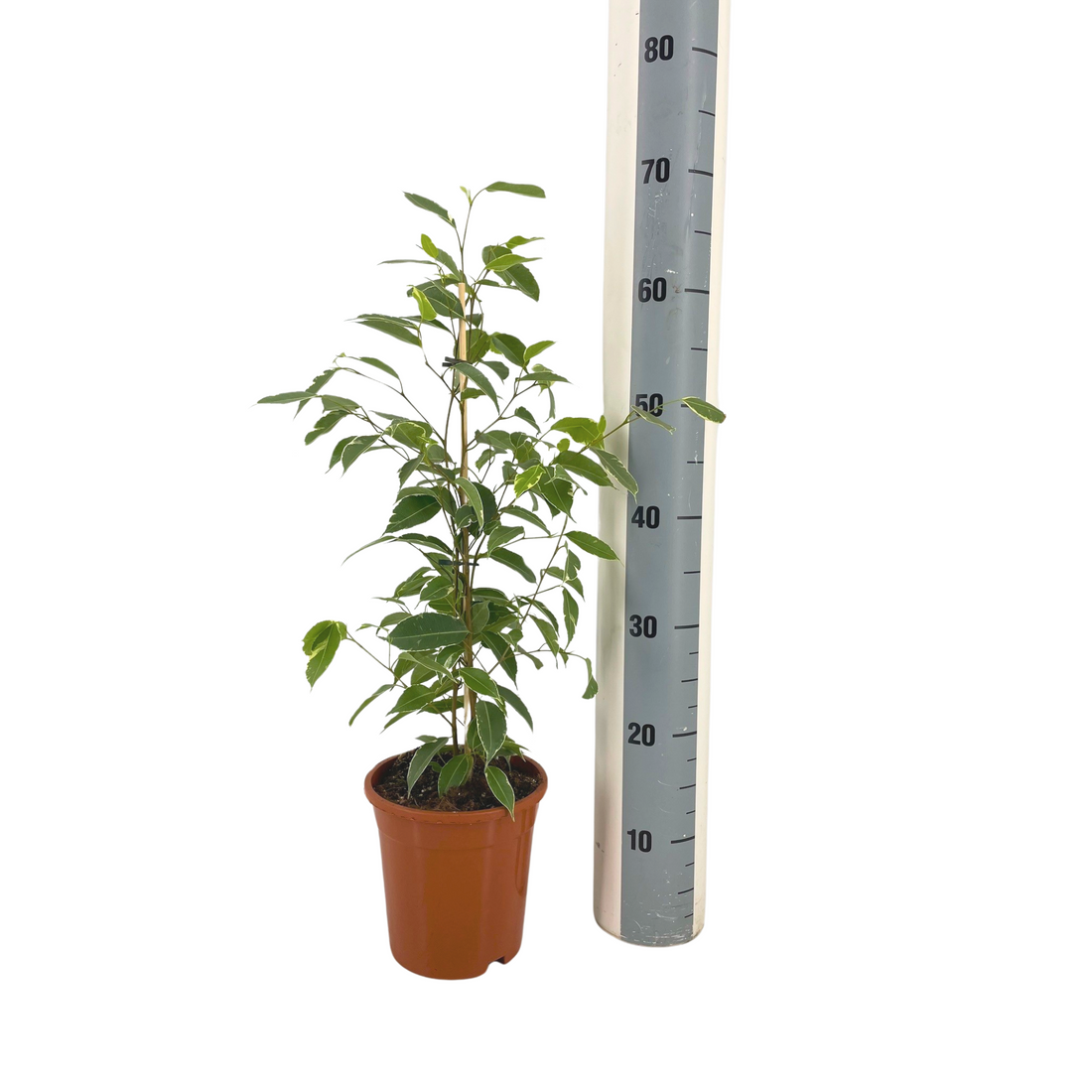 Ficus Benjamina – Elegante Birkenfeige für Innenräume