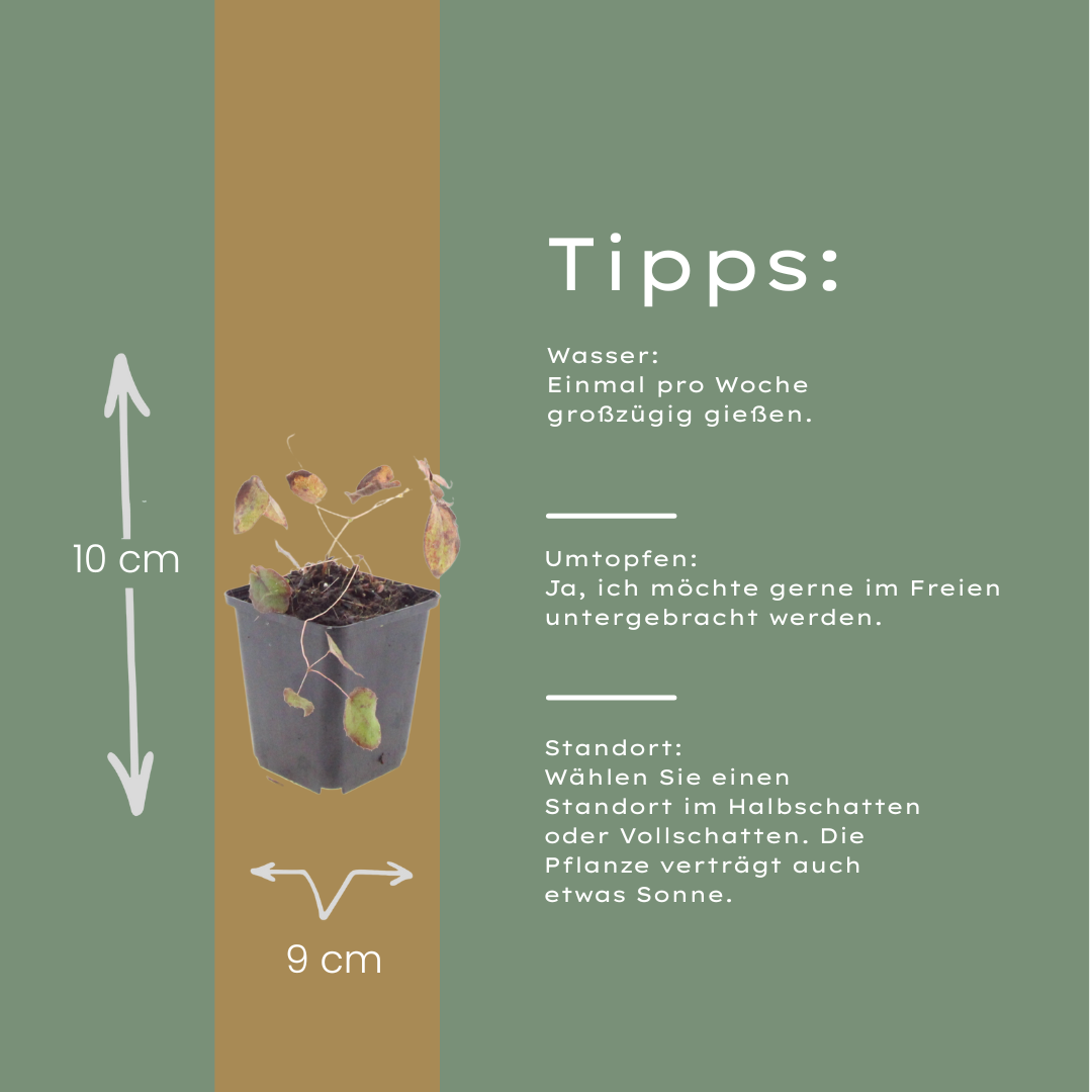 6x Epimedium rubrum - Rote Elfenblume ↕10-25cm - Ø9cm