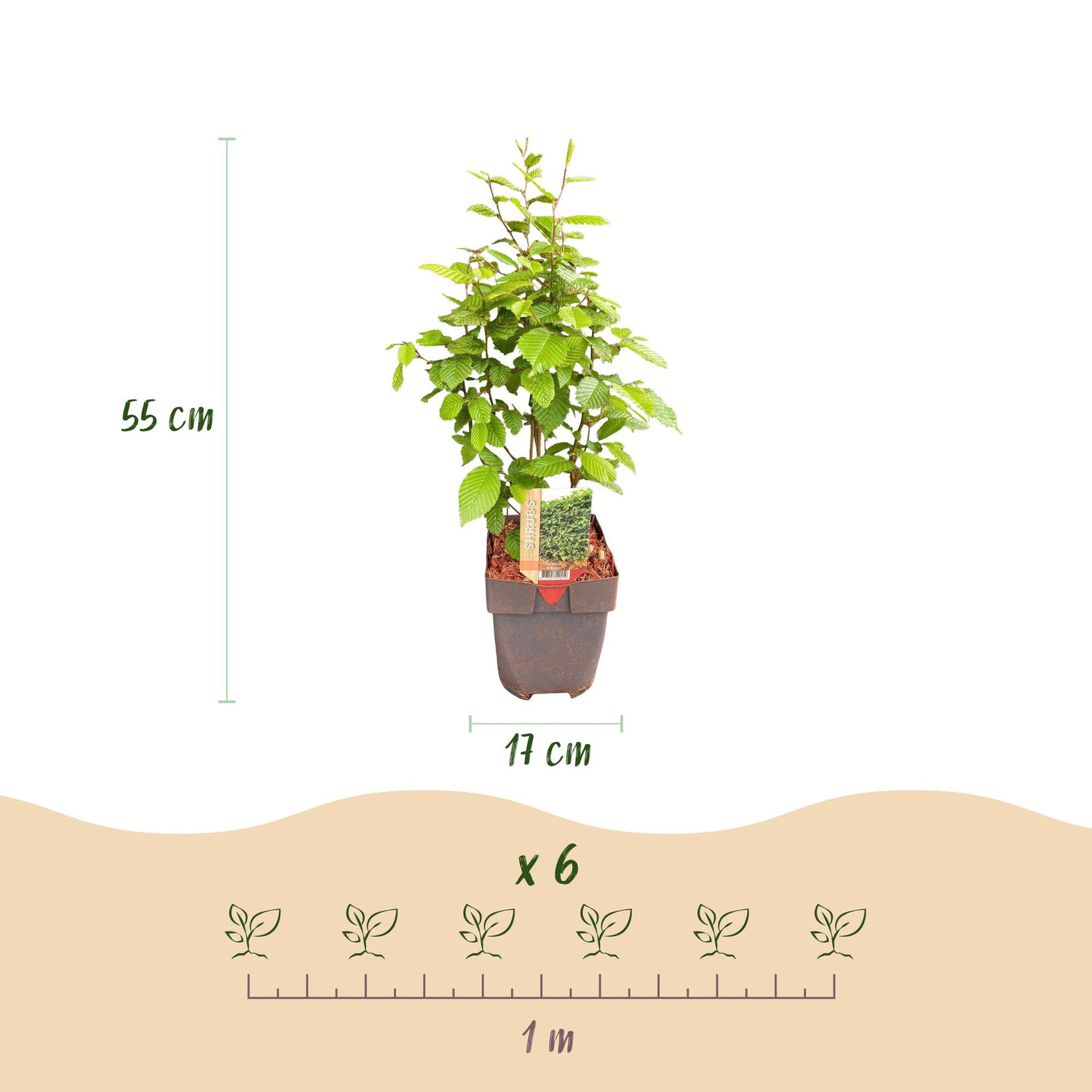 Heckenpflanzen - Carpinus betulus - Blatt grün - 6 Pflanzen - 1 laufender Meter - laubabwerfend - Topf 17cm Höhe 55cm