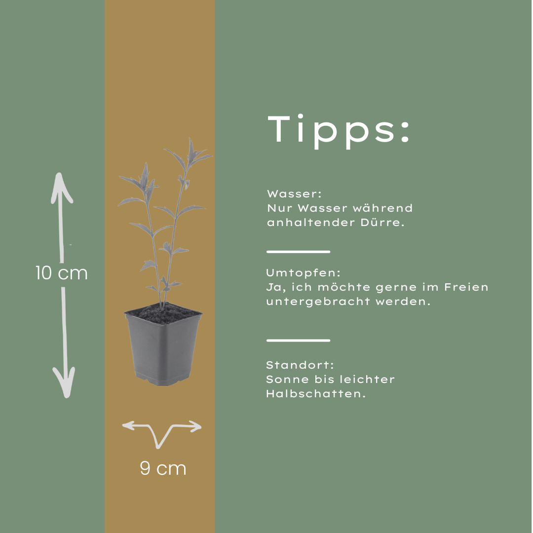 6x Kalimeris incisa &