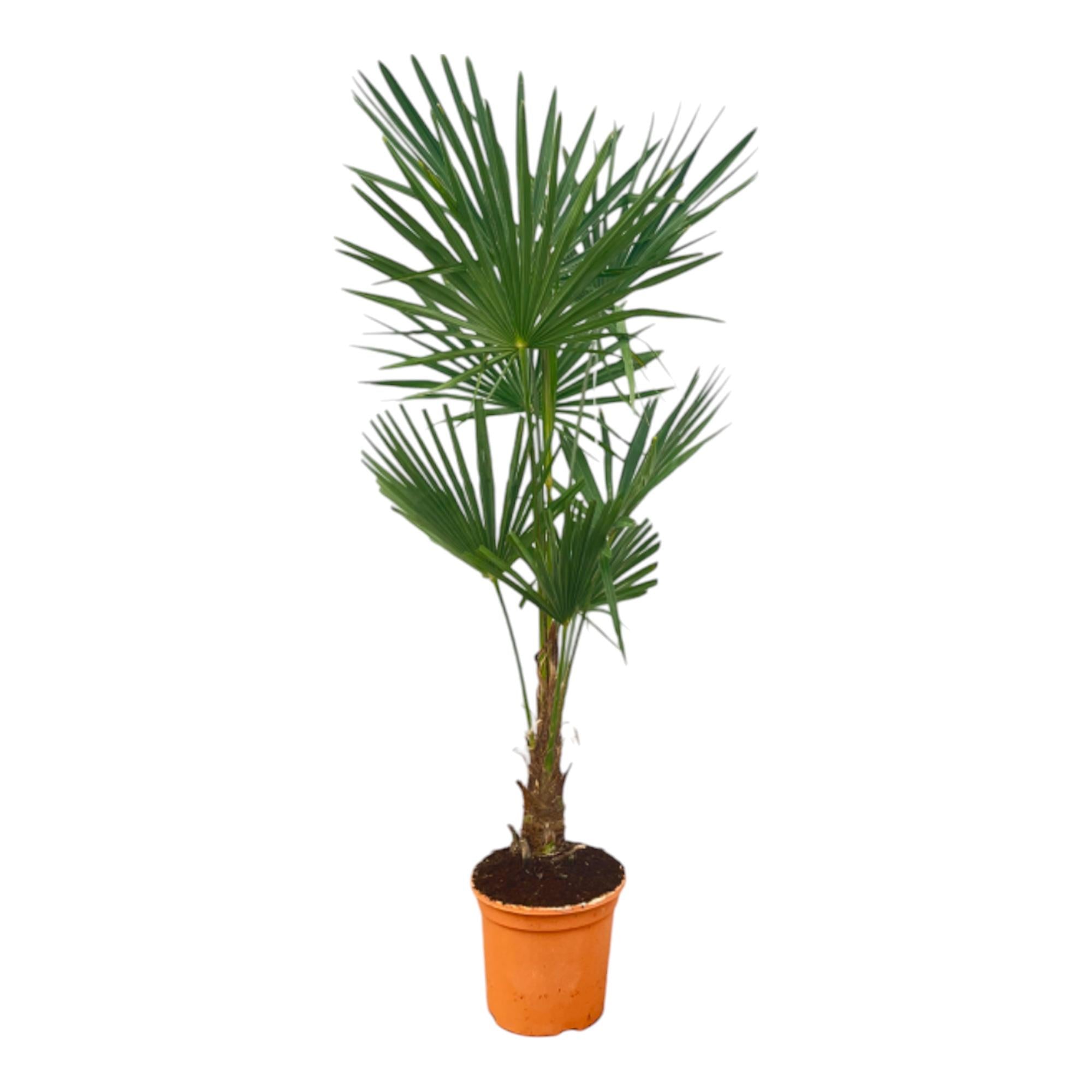 Trachycarpus fortunei – Winterharte Hanfpalme – Verschiedene Größen – Immergrün &amp; Robust