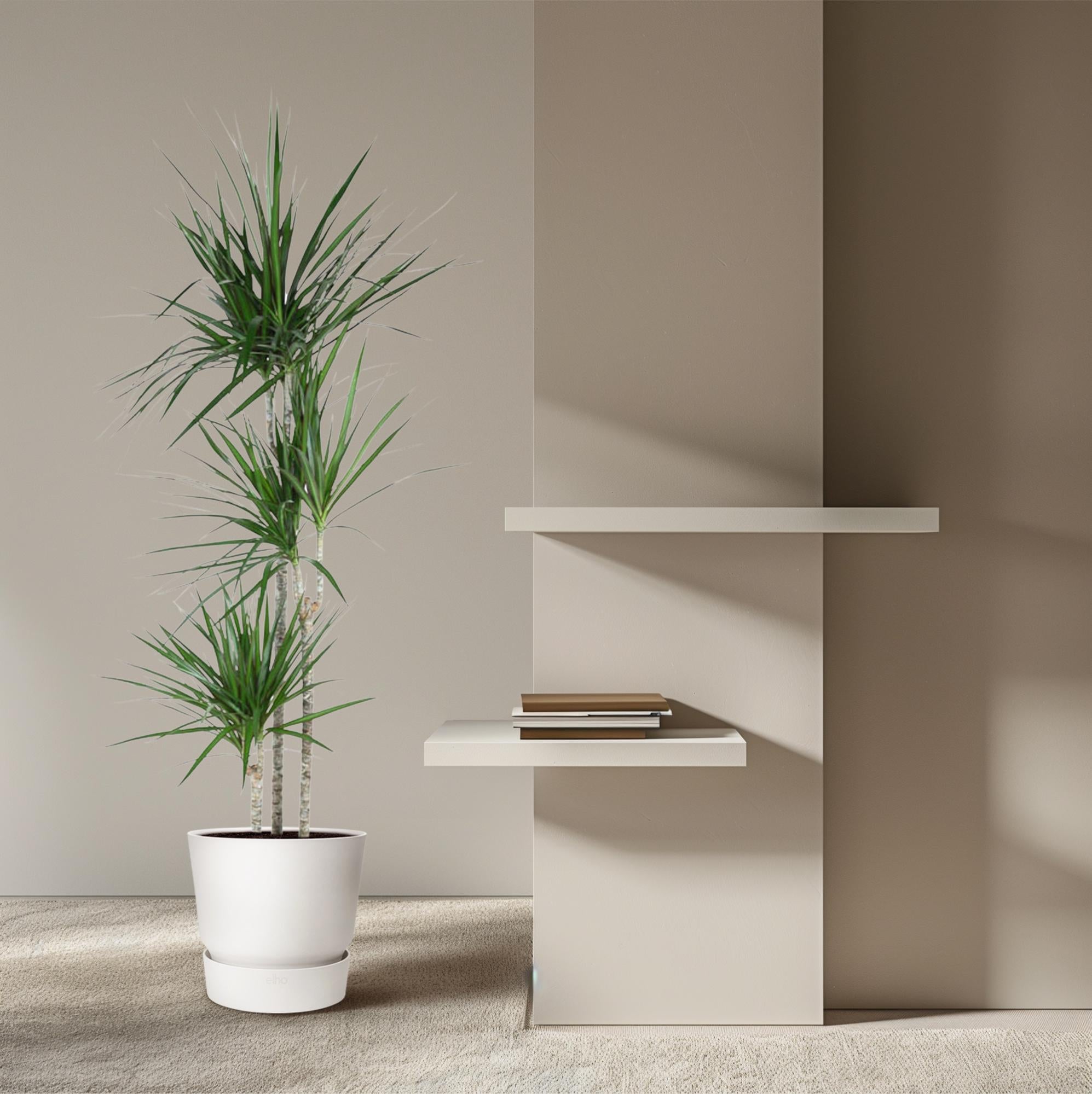 Dracaena Marginata 90 - 220 cm – Pflegeleichter Drachenbaum