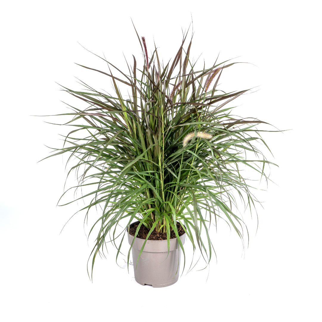 Lampenputzergras Pennisetum x advena Chelsea Ø27cm - ↕70 - 80cm
