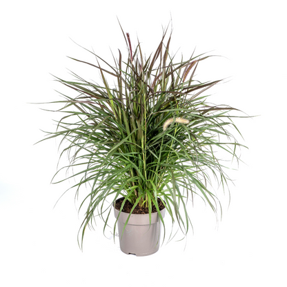 Lampenputzergras Pennisetum x advena Chelsea Ø27cm - ↕70 - 80cm