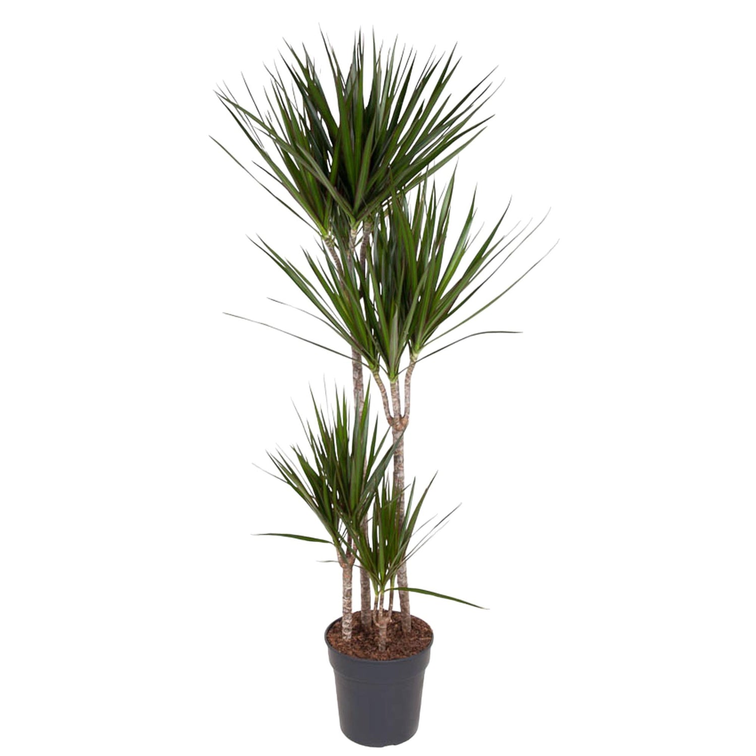 Dracaena Marginata 90 - 220 cm – Pflegeleichter Drachenbaum