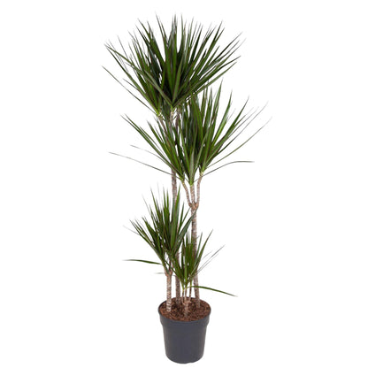 Dracaena Marginata 90 - 220 cm – Pflegeleichter Drachenbaum