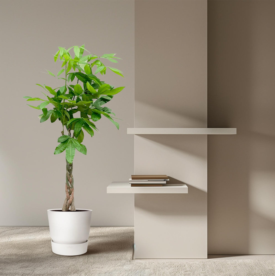 Pachira aquatica 140 cm | Glückskastanie im Ø27 cm